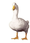 duck.gif