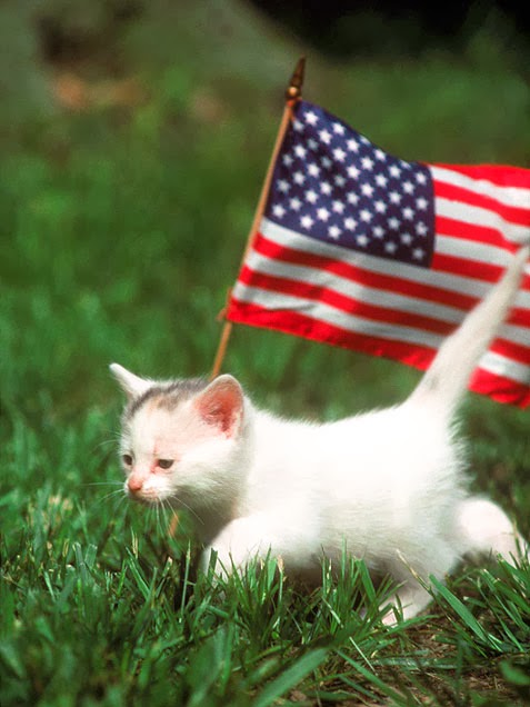 kitten-american-flad-mdw.jpg