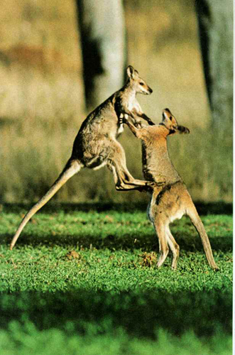 kangaroo%20JumpingKick.jpg