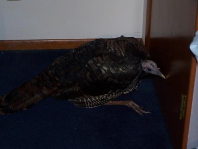 Wild Turkey in bedroom_001.jpg