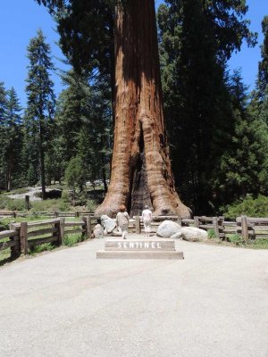 Sequoia02.jpg