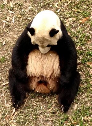 Sad-Panda.jpg