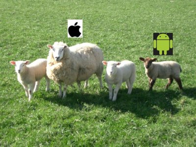 sheep_1.jpg