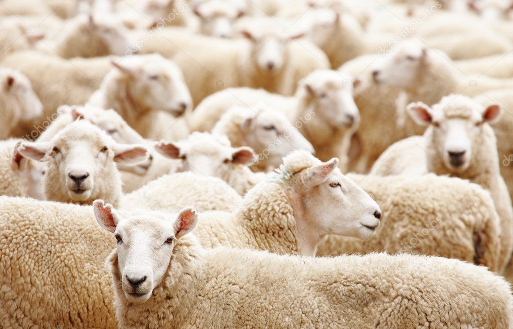 depositphotos_2876986-Herd-of-sheep.jpg