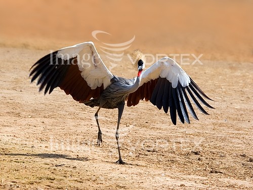 stock_crowned_crane_crane_flap_flapping_wing-572984118.jpg