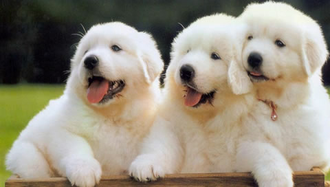 dog-puppies-PSP-wallpaper.jpg