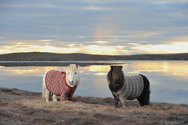 shetland-ponies.jpg