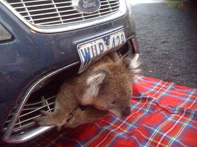 Fastest+koala+in+the+west+Lucky+marsupial+gets+stuck+in+car+grill+after+being+hit+at+50mph...+and+survives+1.jpg