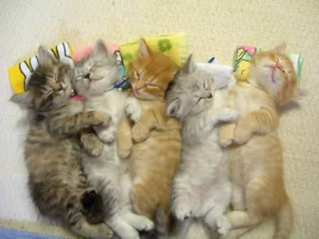 cuttest-kittens-ever-kittens-16913090-450-338.jpg